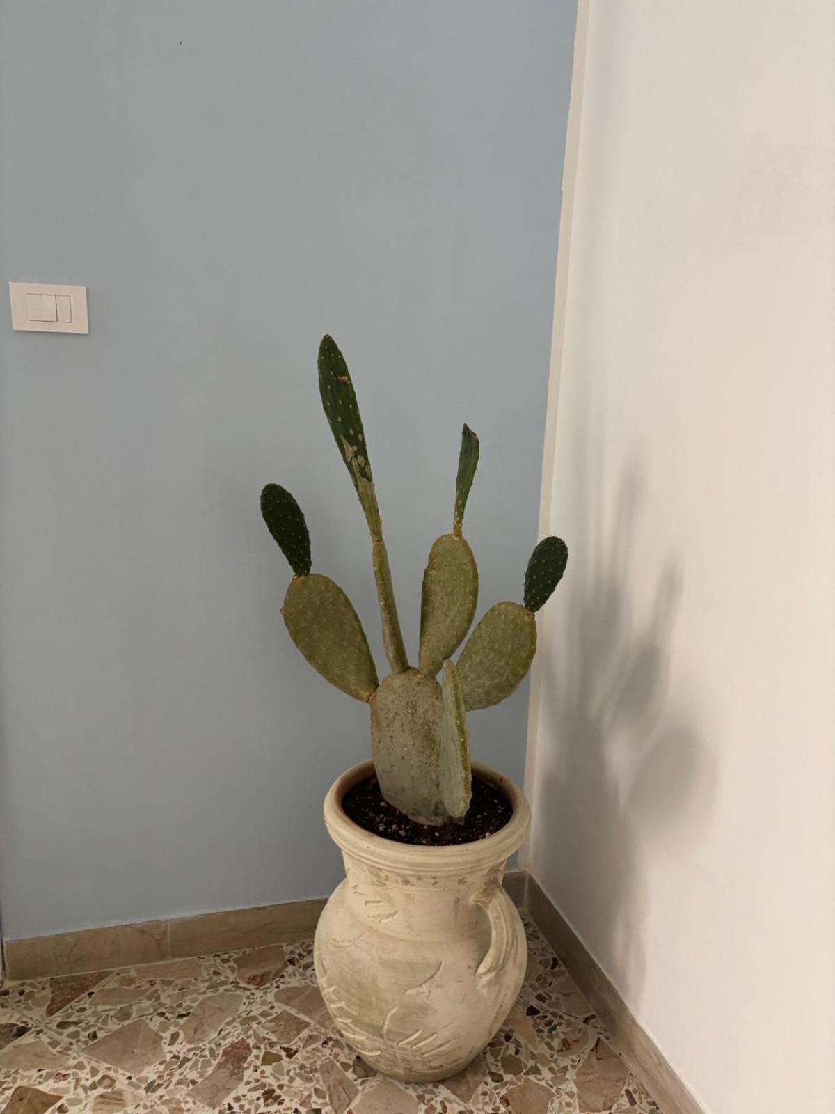Appartement Il Fico D'India à Marsala Extérieur photo