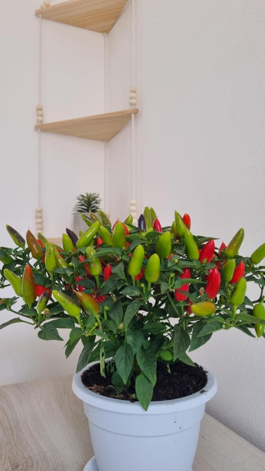 Appartement Il Fico D'India à Marsala Extérieur photo